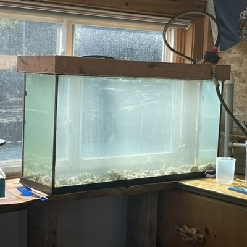 Day 1: 750K eyed larvea