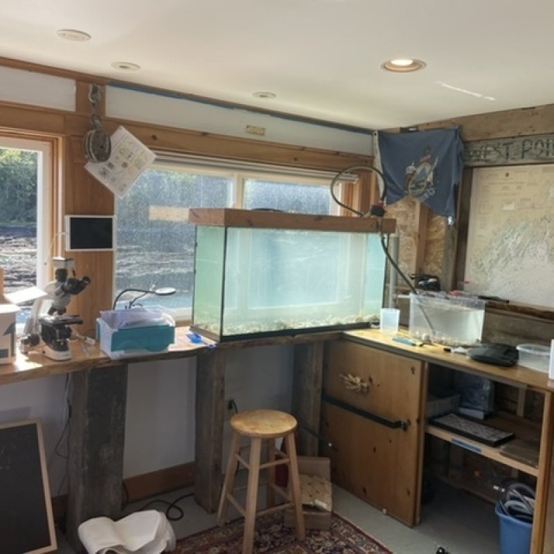 Day 1: 750K eyed larvea