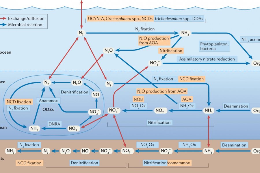 oceanic marine nitrogen cycle