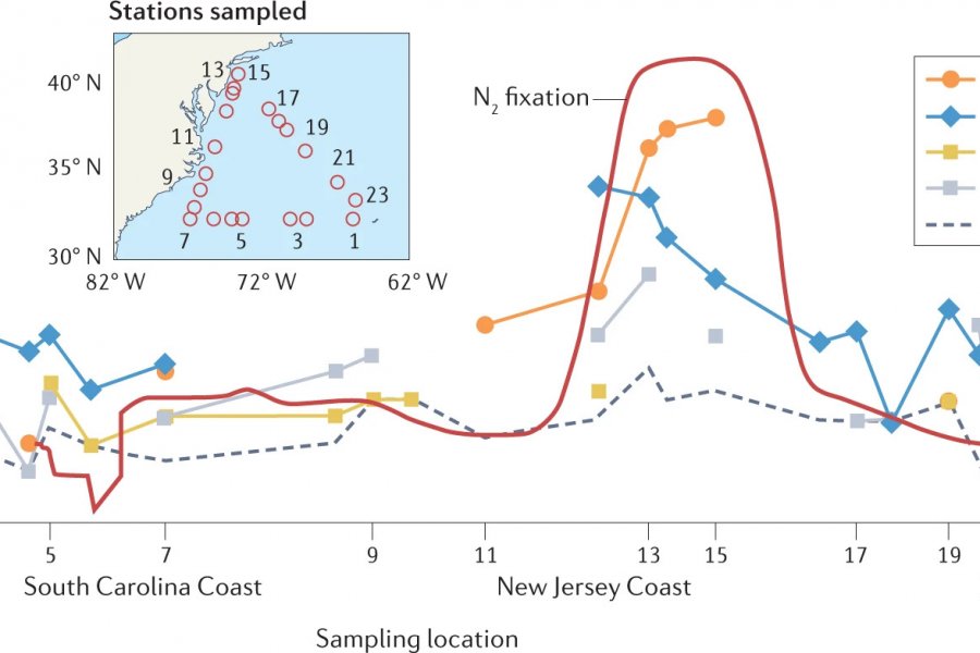 Nitrogen fixation rates and abundance of dominant diazotrophs in coastal and open ocean regimes of the northwest Atlantic Ocean.