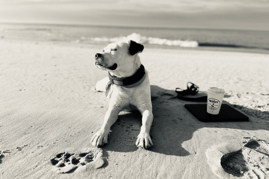 Cape May love