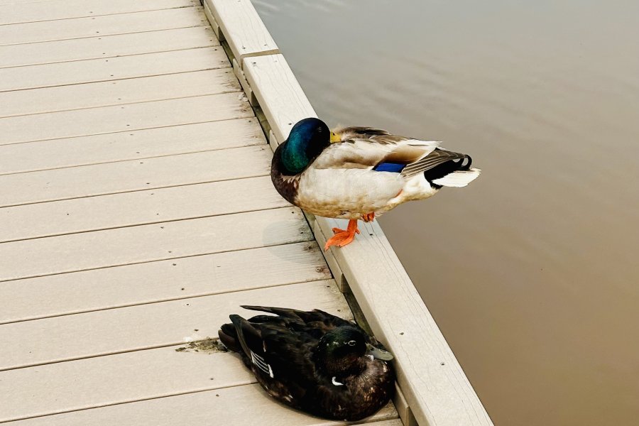 Ducky!!!!