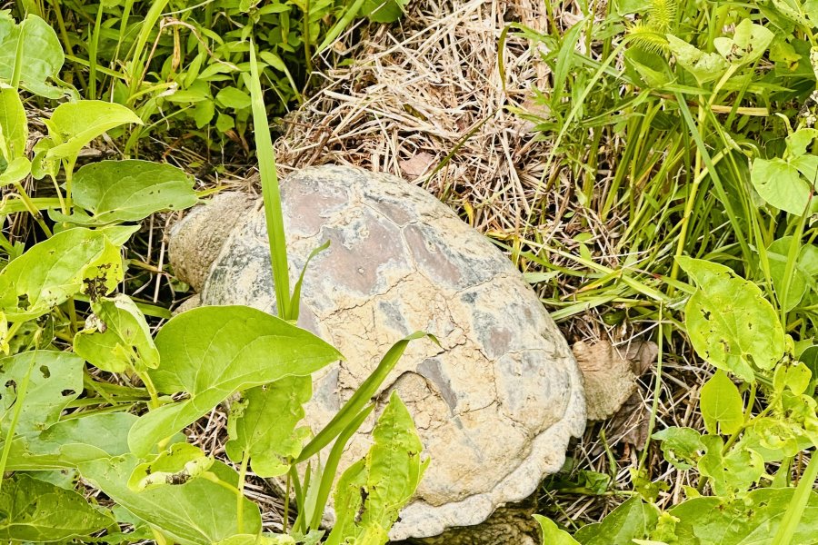 Meet Snapper… Basecamps newest member