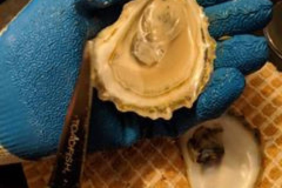 Bulk Oysters From Maine Fresh Maine Oysters Shipped Overnight Maine