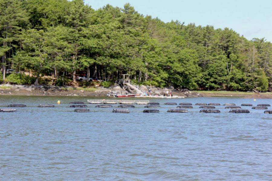 The Bold Coast oyster farms, Maine