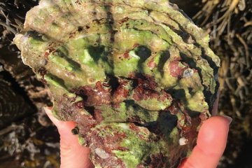 Aprhodite Oysters by Krista