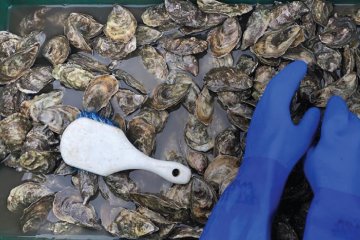 Aprhodite Oysters by Krista