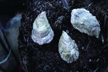 Aprhodite Oysters by Krista