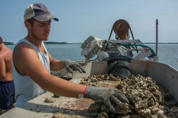 Basket Island Oysters
