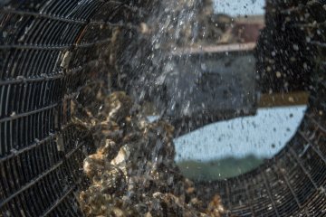 Basket Island Oysters