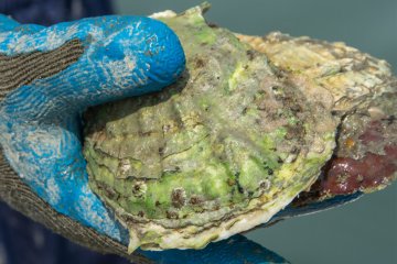 Basket Island Oysters