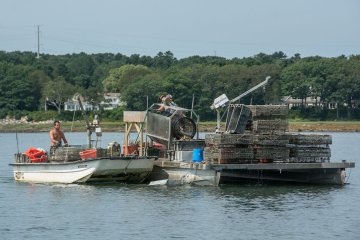 Basket Island Oysters