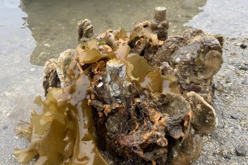 Shellfish reef castle.. look closely!
