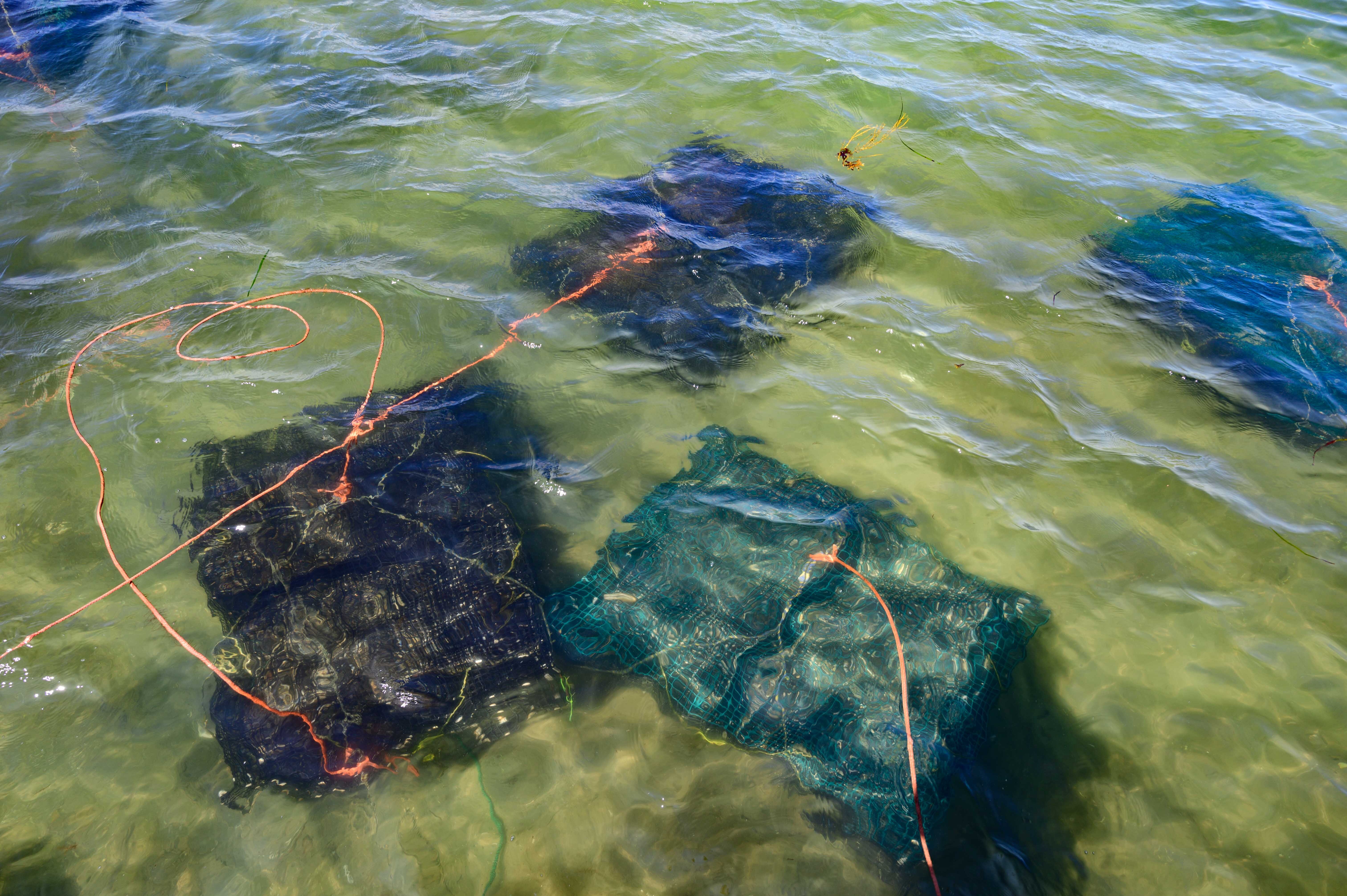 Chebeague Island Oyster Farm