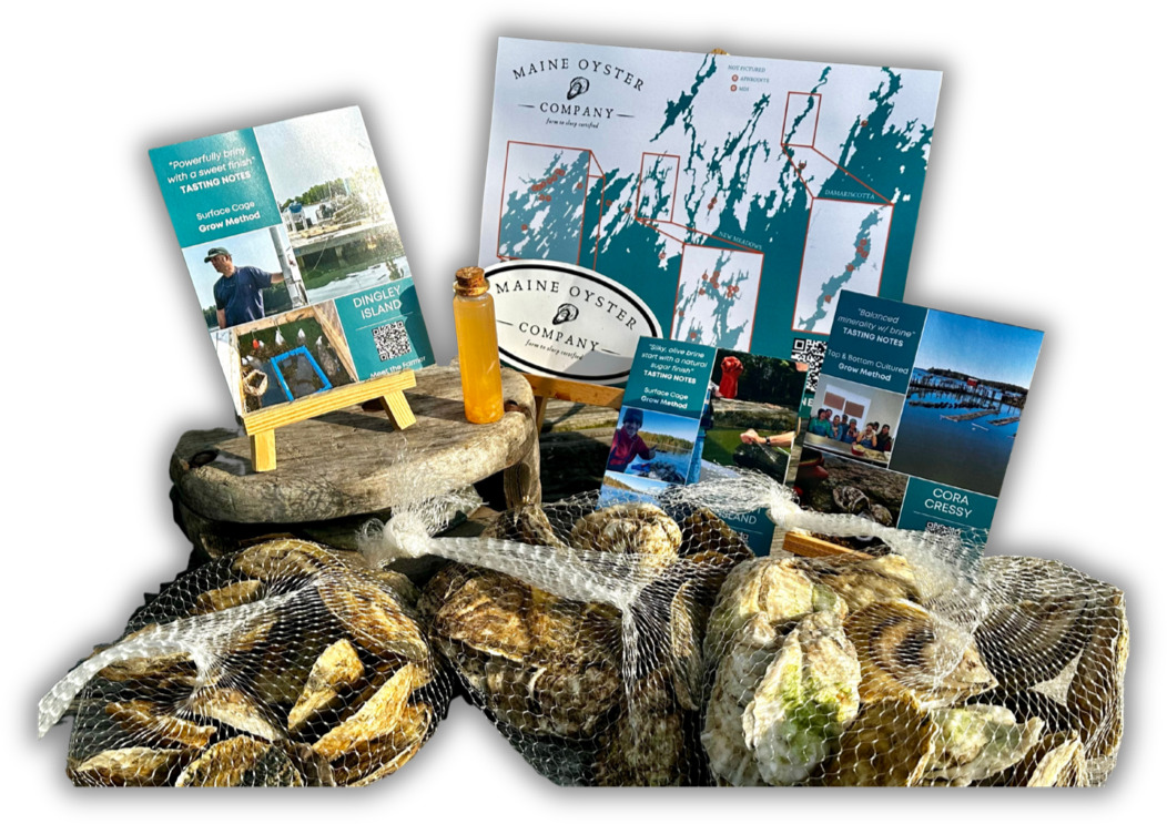 Vet inspecting oysters