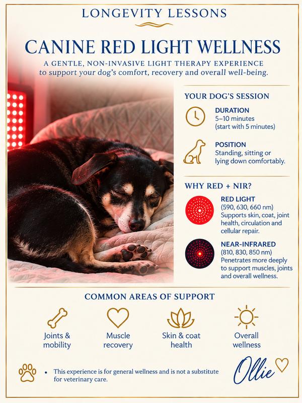 Canine red light wellness