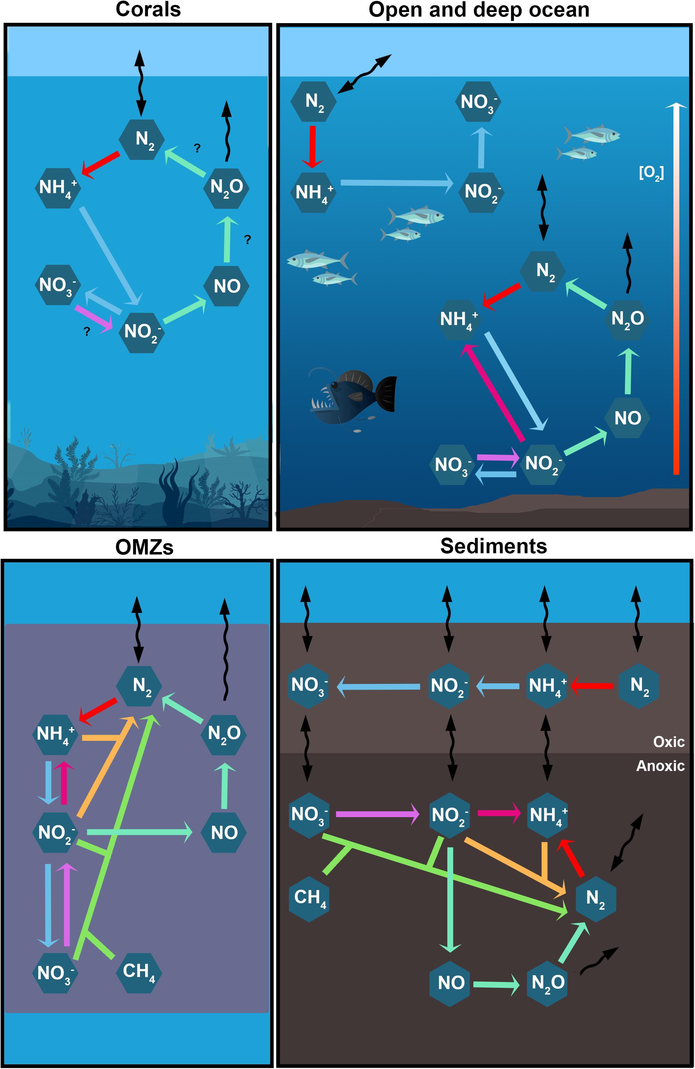 Nitrogen Cycle