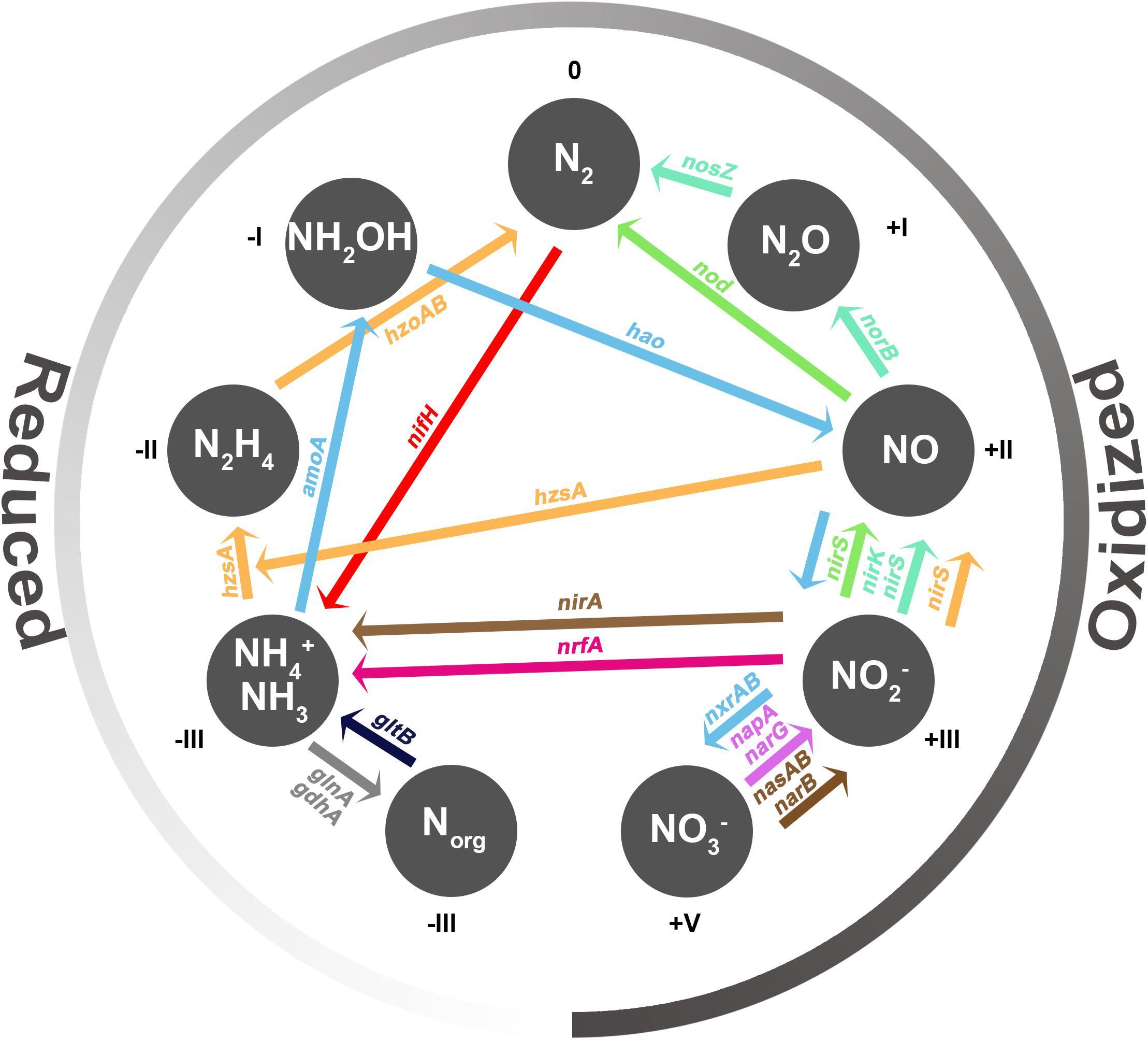 Nitrogen Cycle