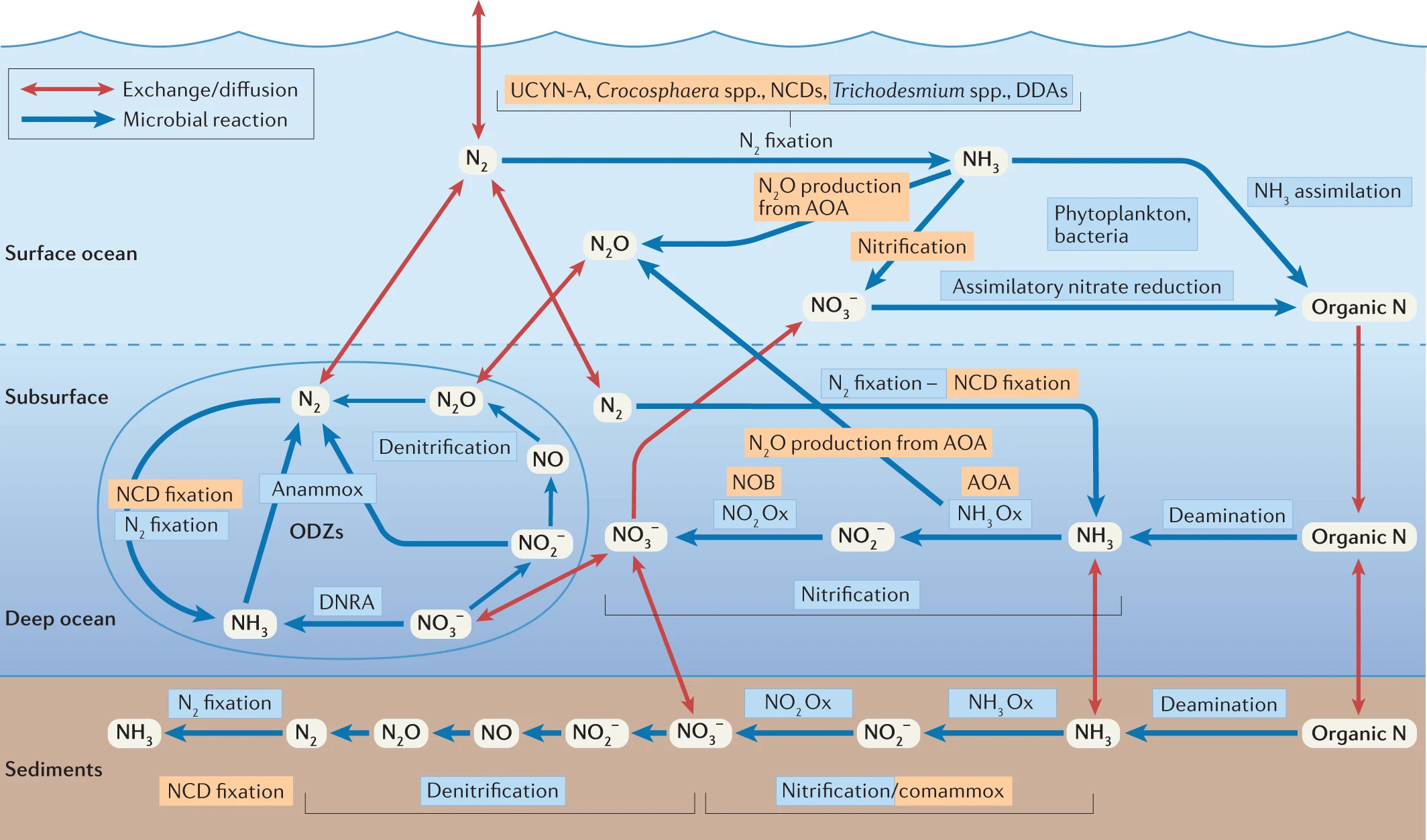 oceanic marine nitrogen cycle